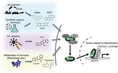 Aryl Hydrocarbon Receptor Modulates Carcinogenesis and Maintenance of Skin Cancers